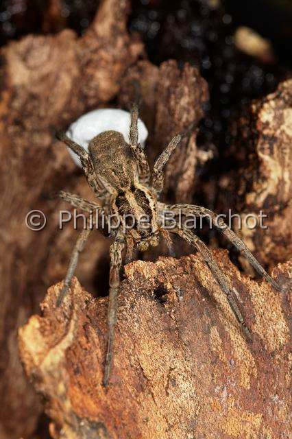 Lycosidae_1212.JPG - France,  Araneae, Lycosidae, Araignée-loup, Tarentule radiée, Fausse tarentule ou Hogna rayée (Hogna radiata), femelle portant son cocon, Wolf spider